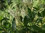 Clethra alnifolia Hummingbirth